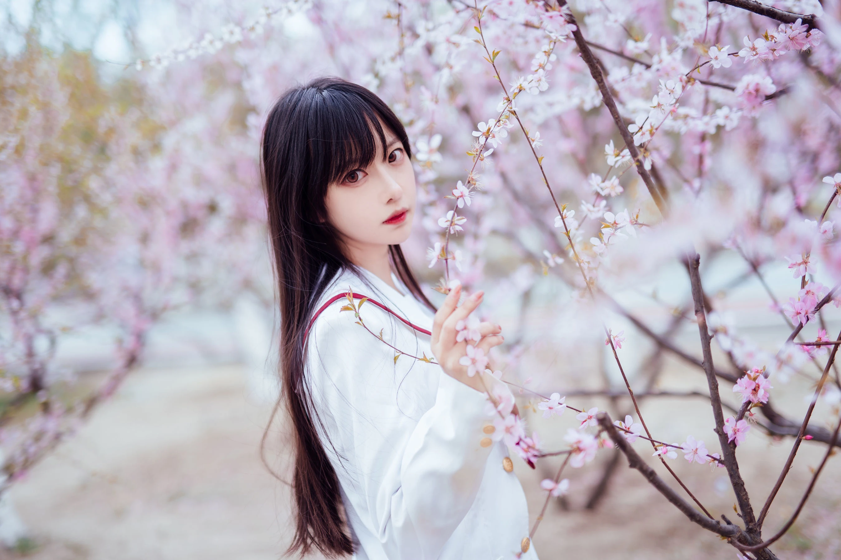 Shika小鹿鹿 – 樱花插图4