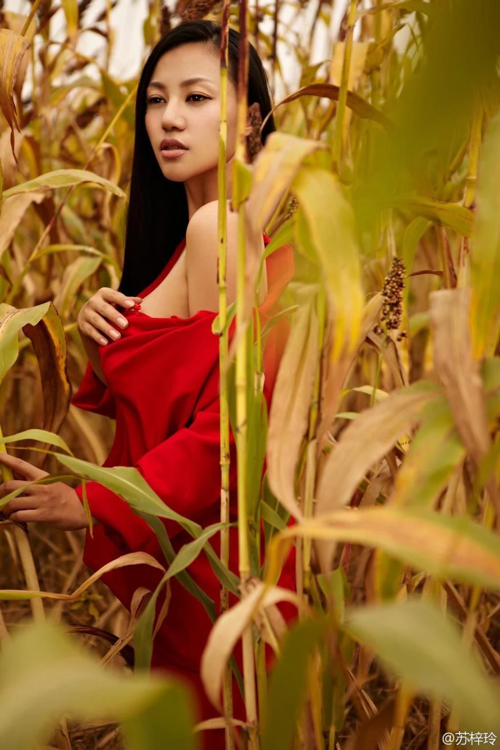 苏梓玲《红高粱》超高清完整版插图4