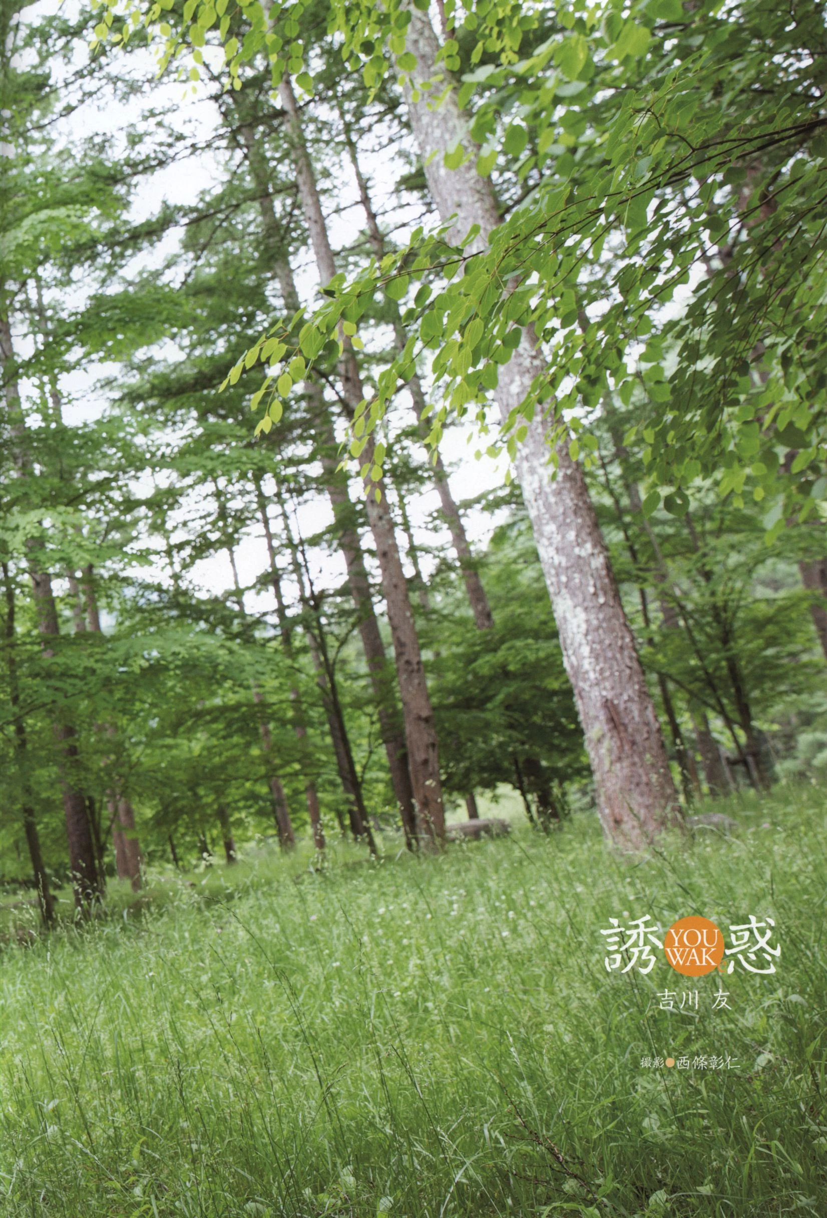 Yuu Kikkawa 吉川友《誘惑》插图1