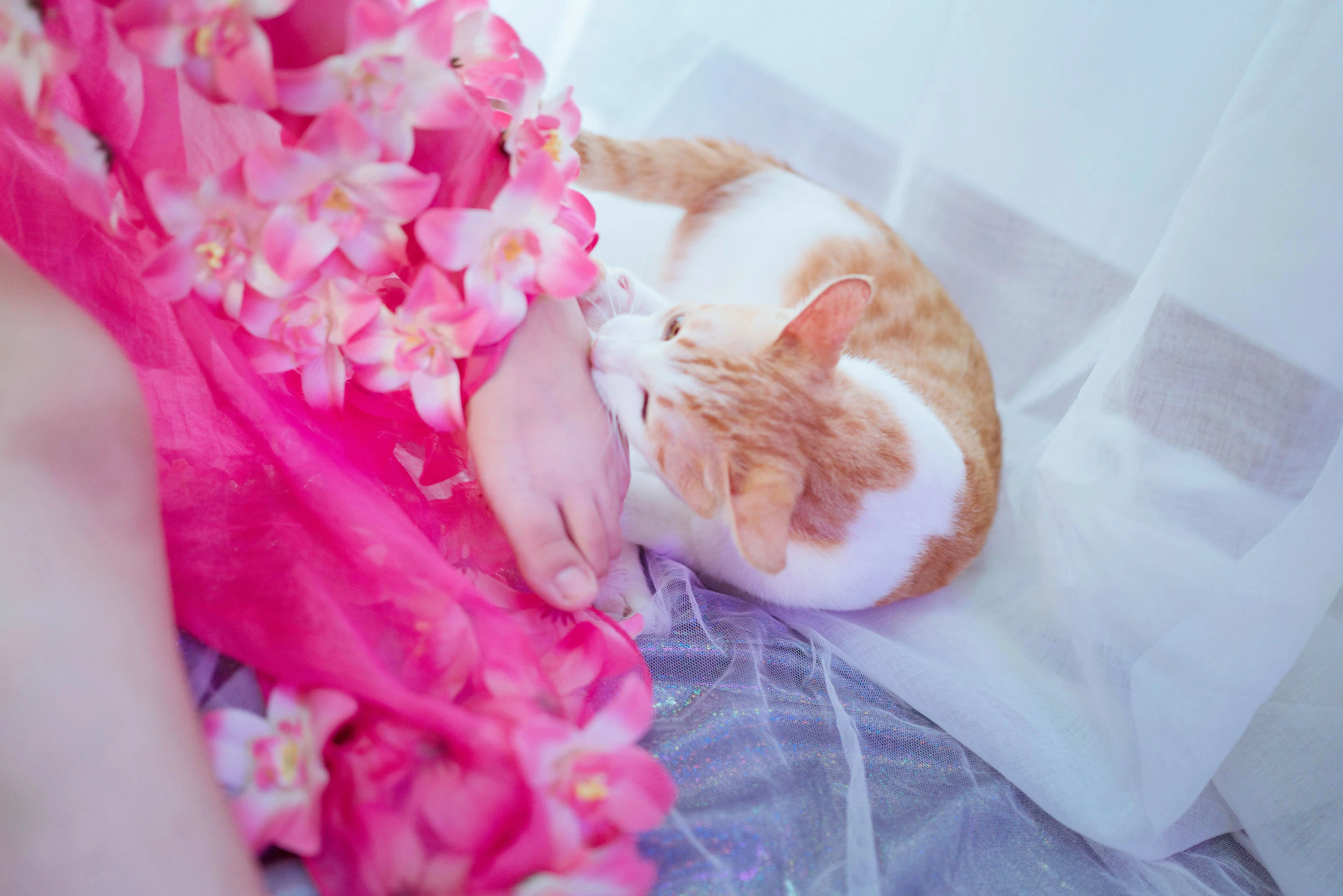 阿半今天很开心 – 杀生学院插图2